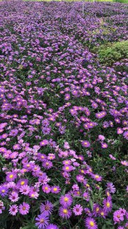 莱芜高山紫菀